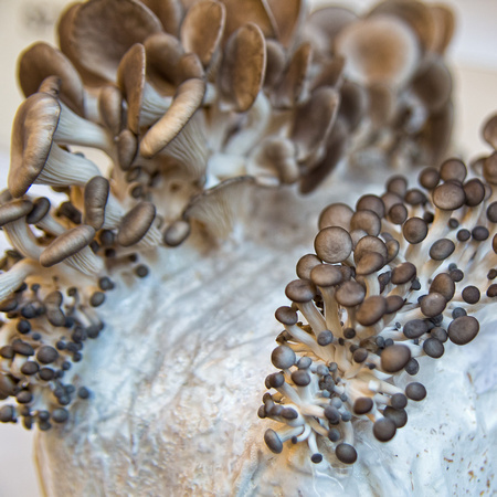 Live mushrooms, ready to eat at San Francisco's Ferry Building market