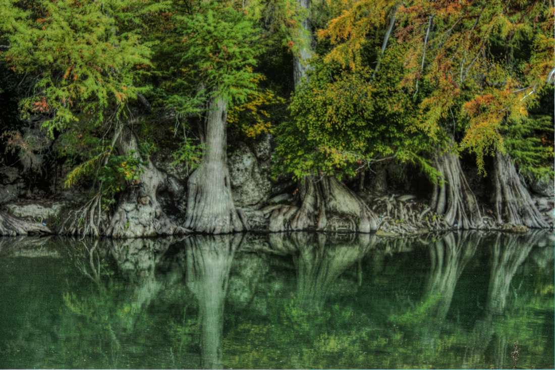 "Guadalupe Trees", Guadalupe, "Guadalupe River", "New Braunfels", HDR, river, "cypress trees", photography, photograph, photographer